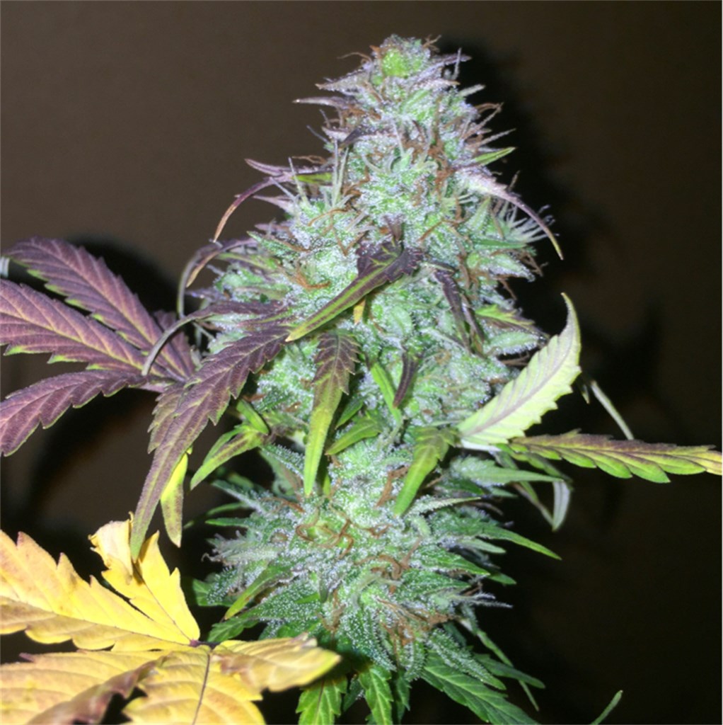 NY-47 marijuana strain flower with pineapple and diesel flavor and hungry / energetic effects - Rare Harvest hybrid