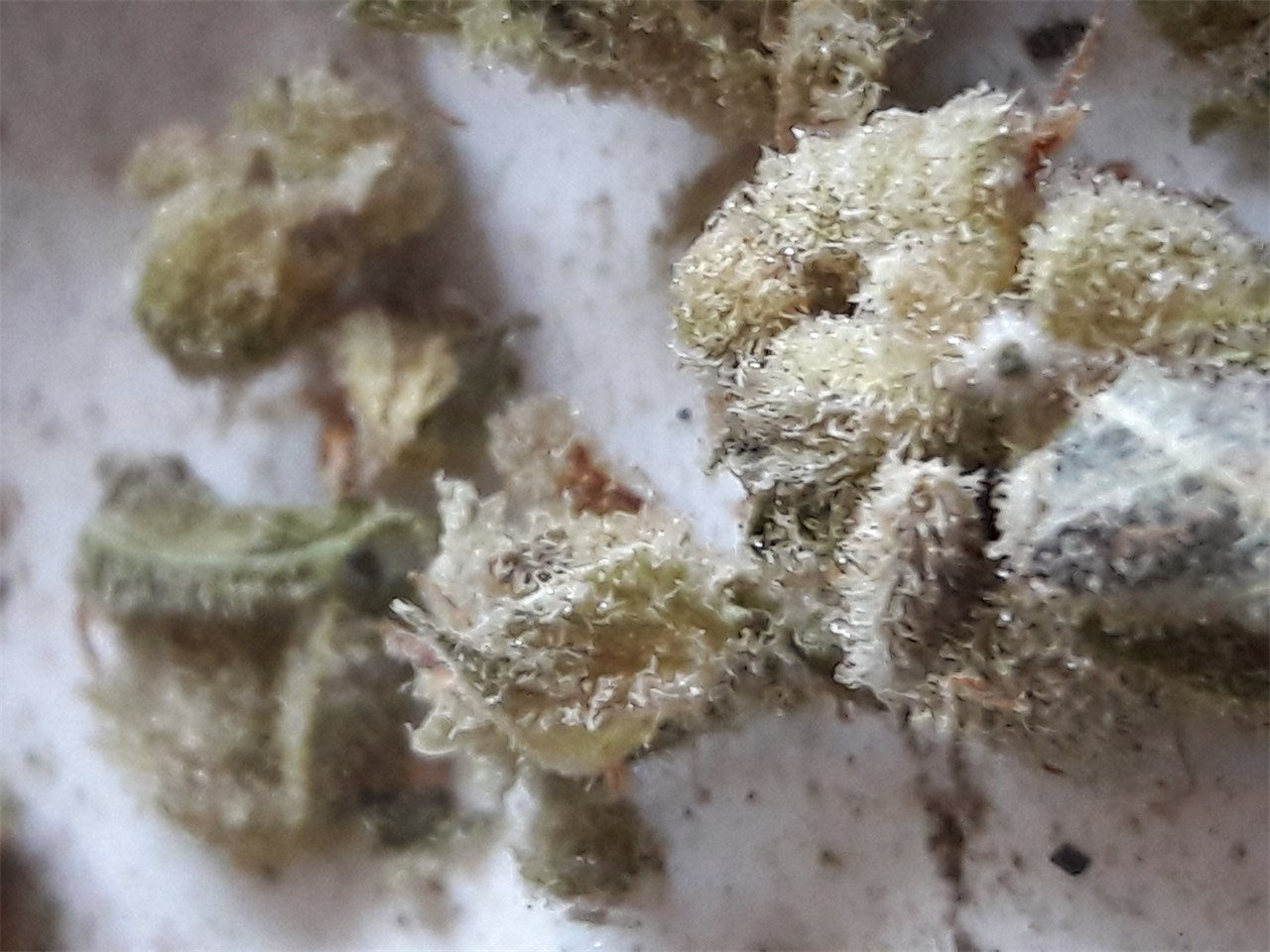NYPD marijuana strain flower with diesel and earthy flavor and focused / giggly effects - Rare Harvest sativa