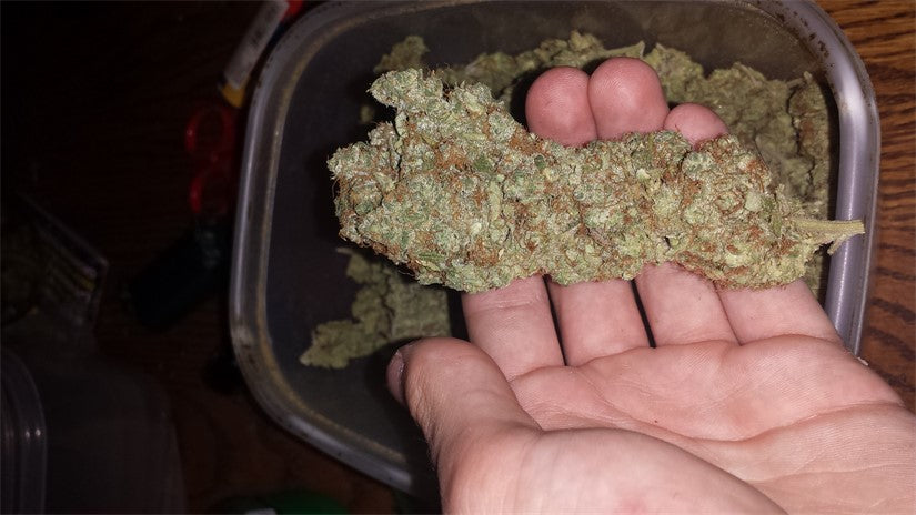Odyssey marijuana strain flower with sweet and pungent flavor and focused / energetic effects - Rare Harvest hybrid