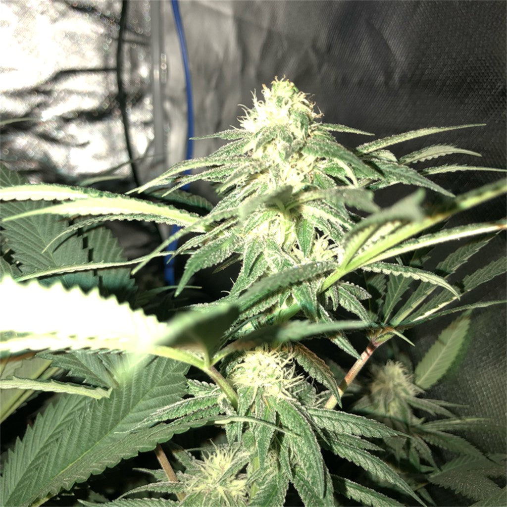 OG #18 marijuana strain flower with pungent and earthy flavor and relaxed / sleepy effects - Rare Harvest hybrid
