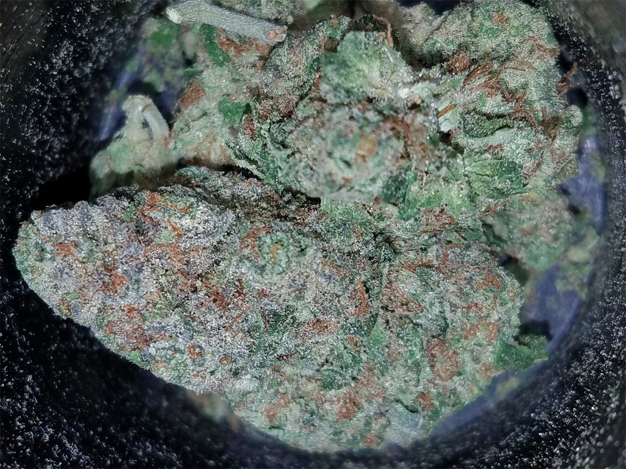 OG Cheese marijuana strain flower with cheese and skunk flavor and relaxed / giggly effects - Rare Harvest hybrid