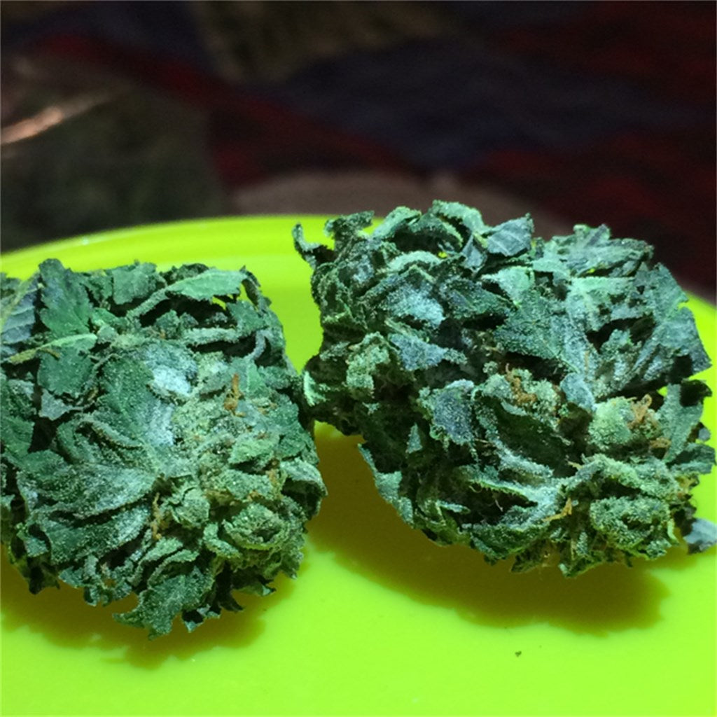 OG Diesel Kush marijuana strain flower with diesel and skunk flavor and talkative / happy effects - Rare Harvest hybrid