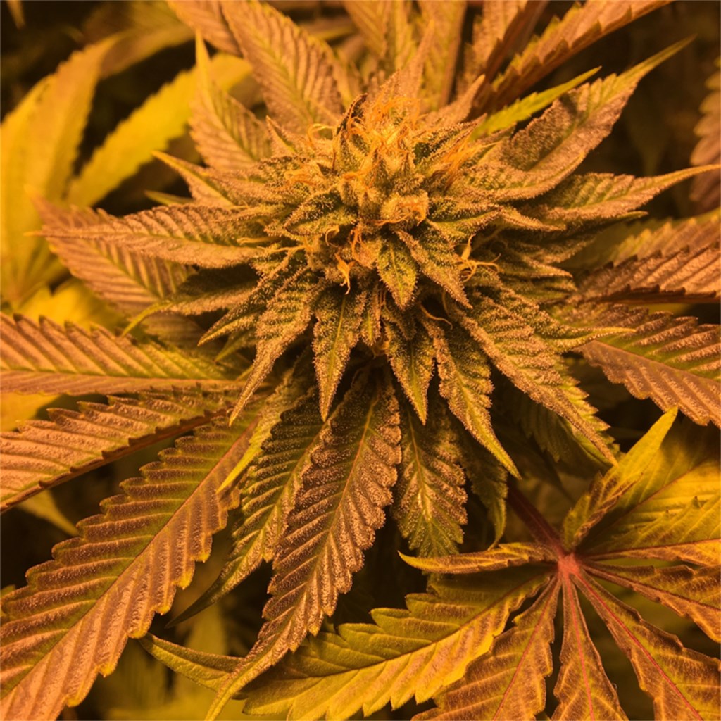 LA Affie marijuana strain flower with coffee and woody flavor and sleepy / tingly effects - Rare Harvest indica