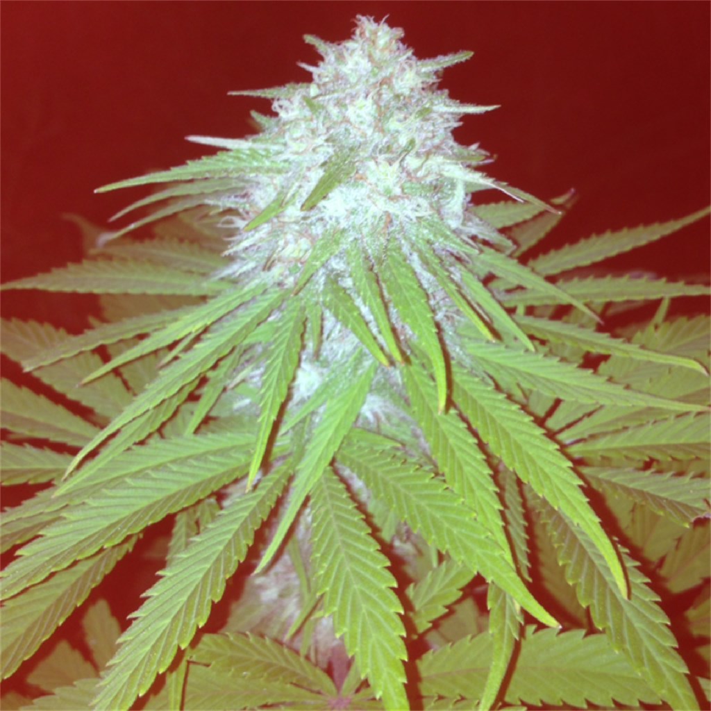 OG Shark marijuana strain flower with earthy and chemical flavor and relaxed / happy effects - Rare Harvest hybrid