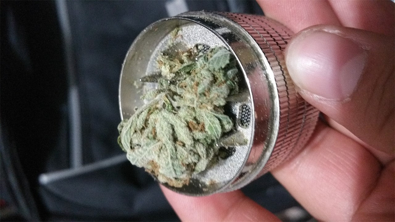 Old Lyme Connecticut OG marijuana strain flower with pine and pungent flavor and energetic / uplifted effects - Rare Harvest hybrid