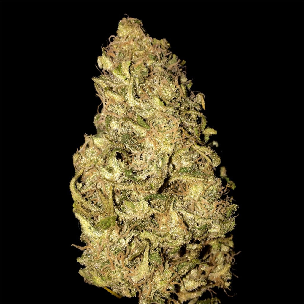 Old School OG marijuana strain flower with skunk and blue cheese flavor and sleepy / creative effects - Rare Harvest indica