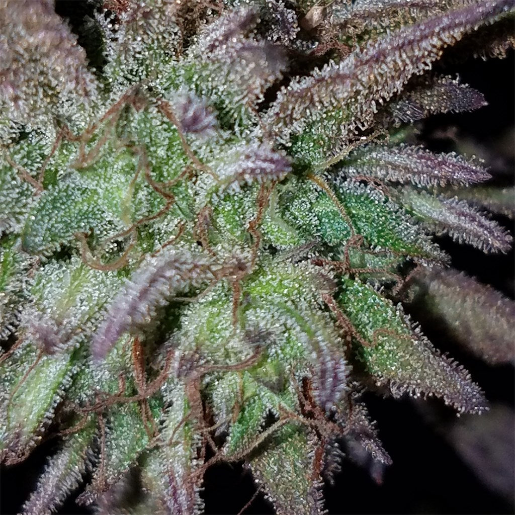 Old Toby marijuana strain flower with lime and pine flavor and energetic / creative effects - Rare Harvest hybrid