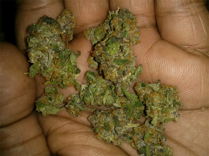Opal OG Kush marijuana strain flower with pineapple and strawberry flavor and aroused / euphoric effects - Rare Harvest indica