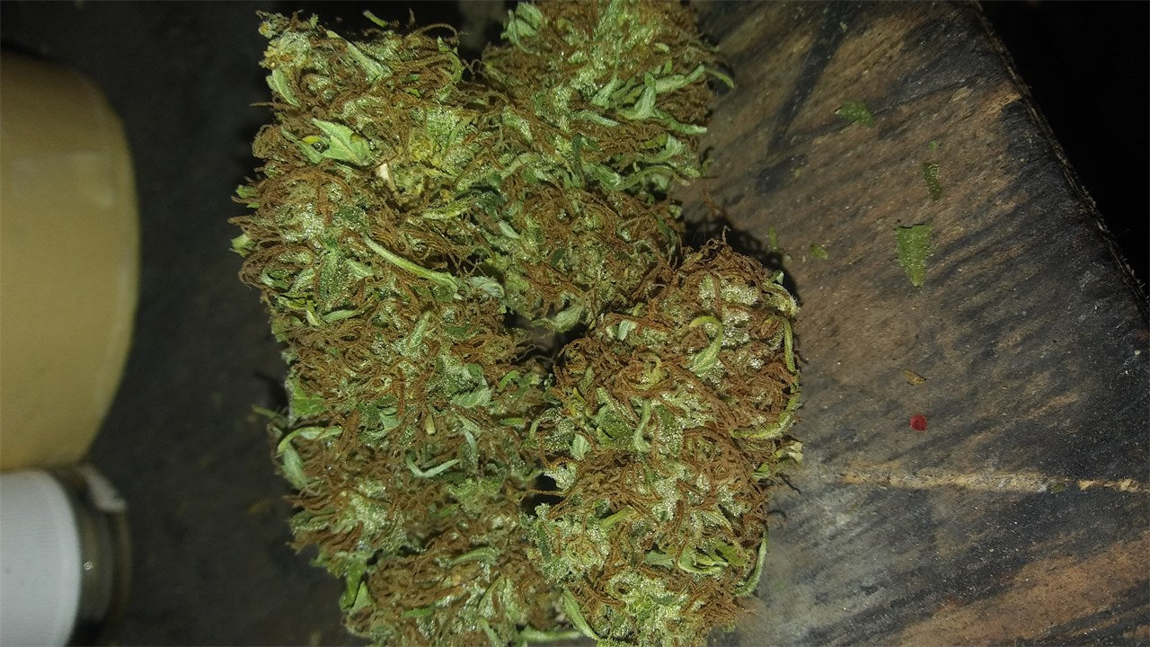 Orange Bud marijuana strain flower with orange and citrus flavor and energetic / happy effects - Rare Harvest hybrid