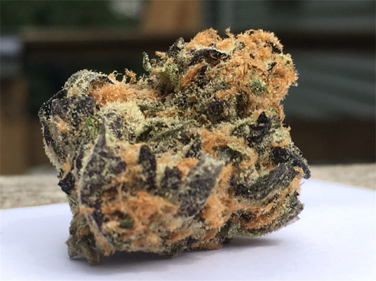 Orange Cookies marijuana strain flower with orange and citrus flavor and relaxed / happy effects - Rare Harvest hybrid