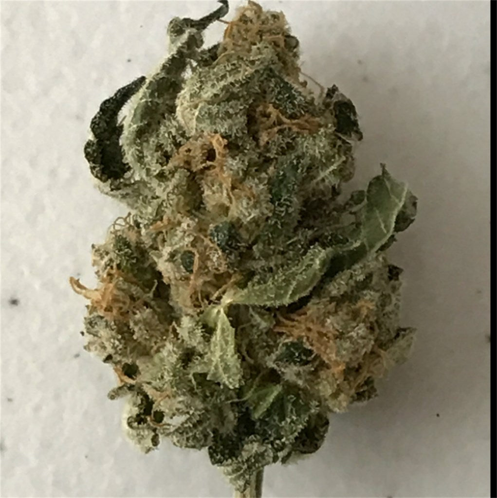 Orange Dream marijuana strain flower with orange and vanilla flavor and uplifted / focused effects - Rare Harvest hybrid