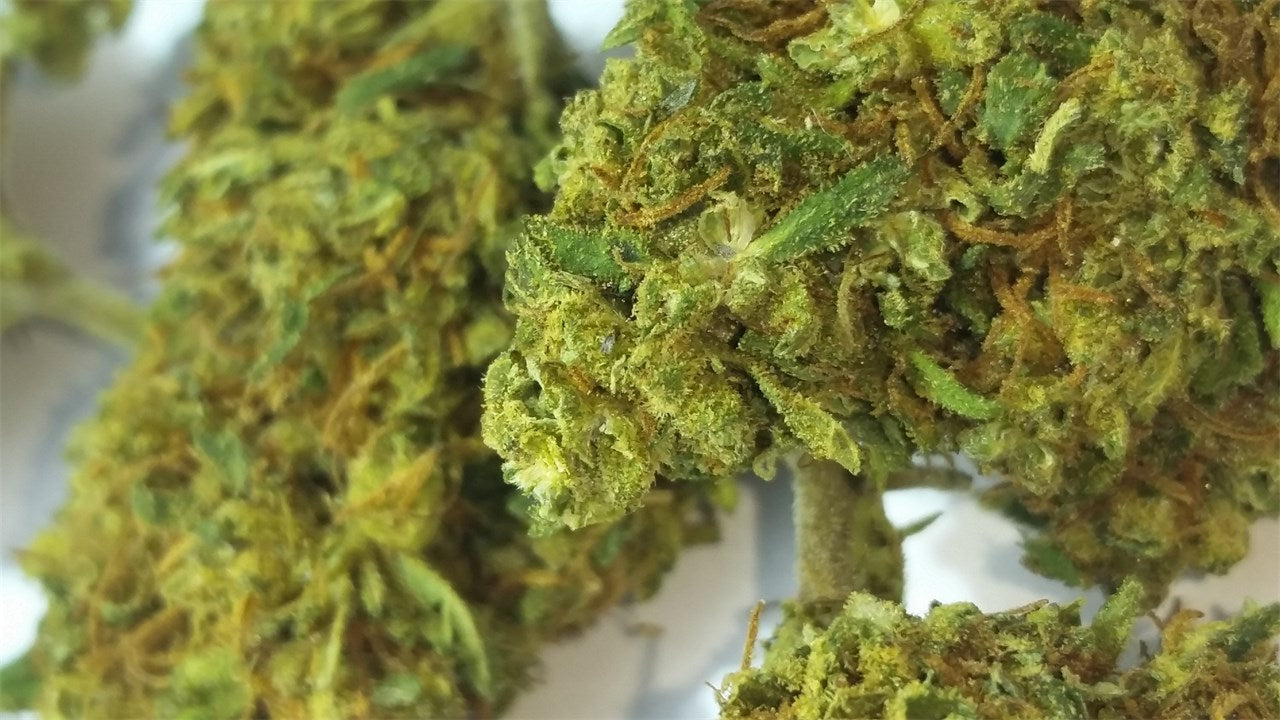 Orange Durban marijuana strain flower with citrus and orange flavor and energetic / focused effects - Rare Harvest sativa