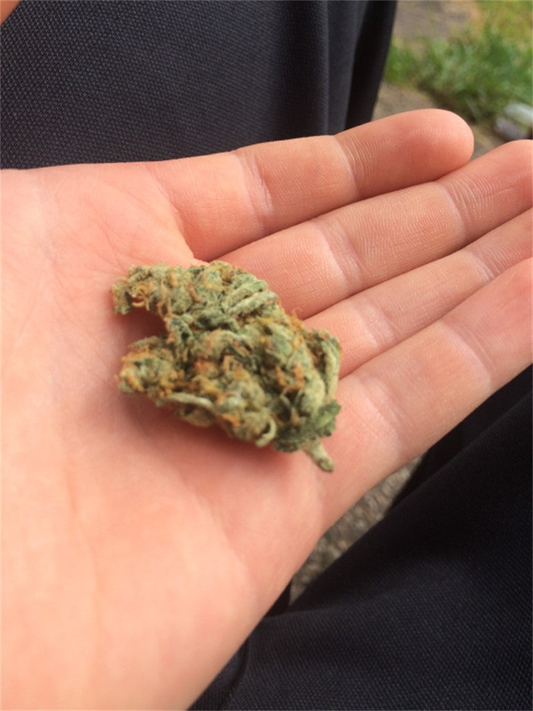 Orange Turbo marijuana strain flower with orange and citrus flavor and energetic / creative effects - Rare Harvest hybrid