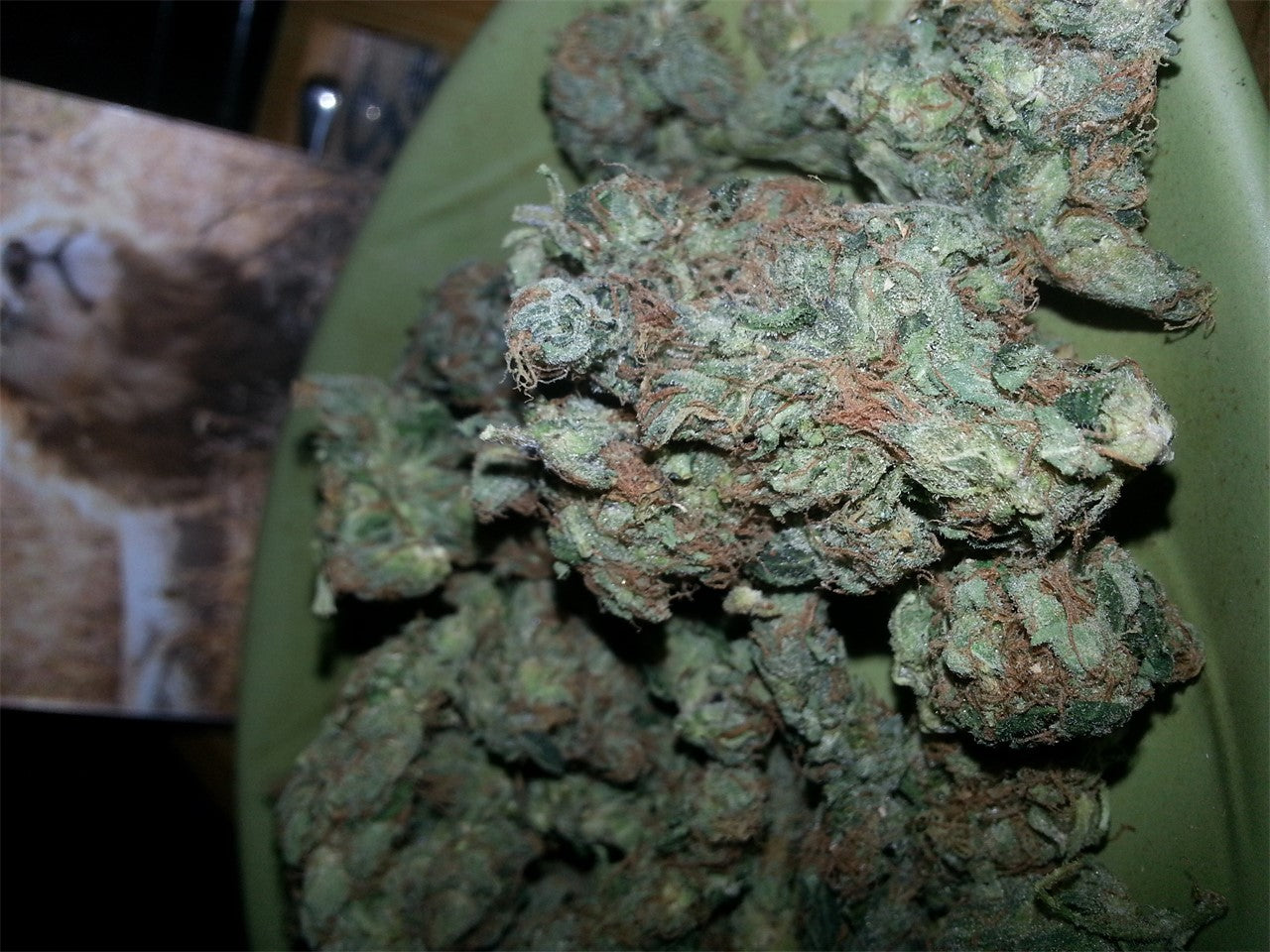 Orange Velvet marijuana strain flower with orange and citrus flavor and aroused / focused effects - Rare Harvest hybrid