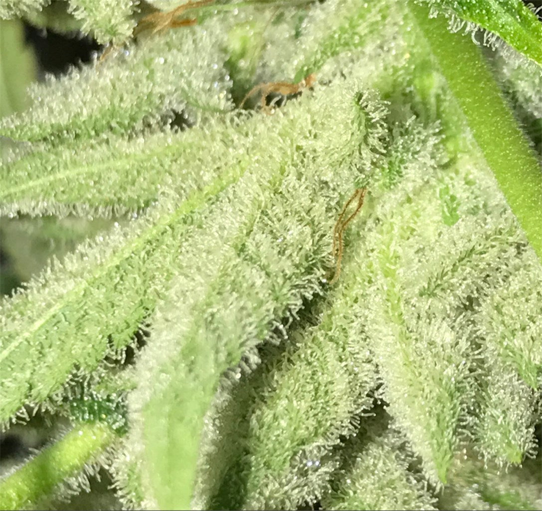 Orange Wreck marijuana strain flower with orange and citrus flavor and creative / happy effects - Rare Harvest sativa