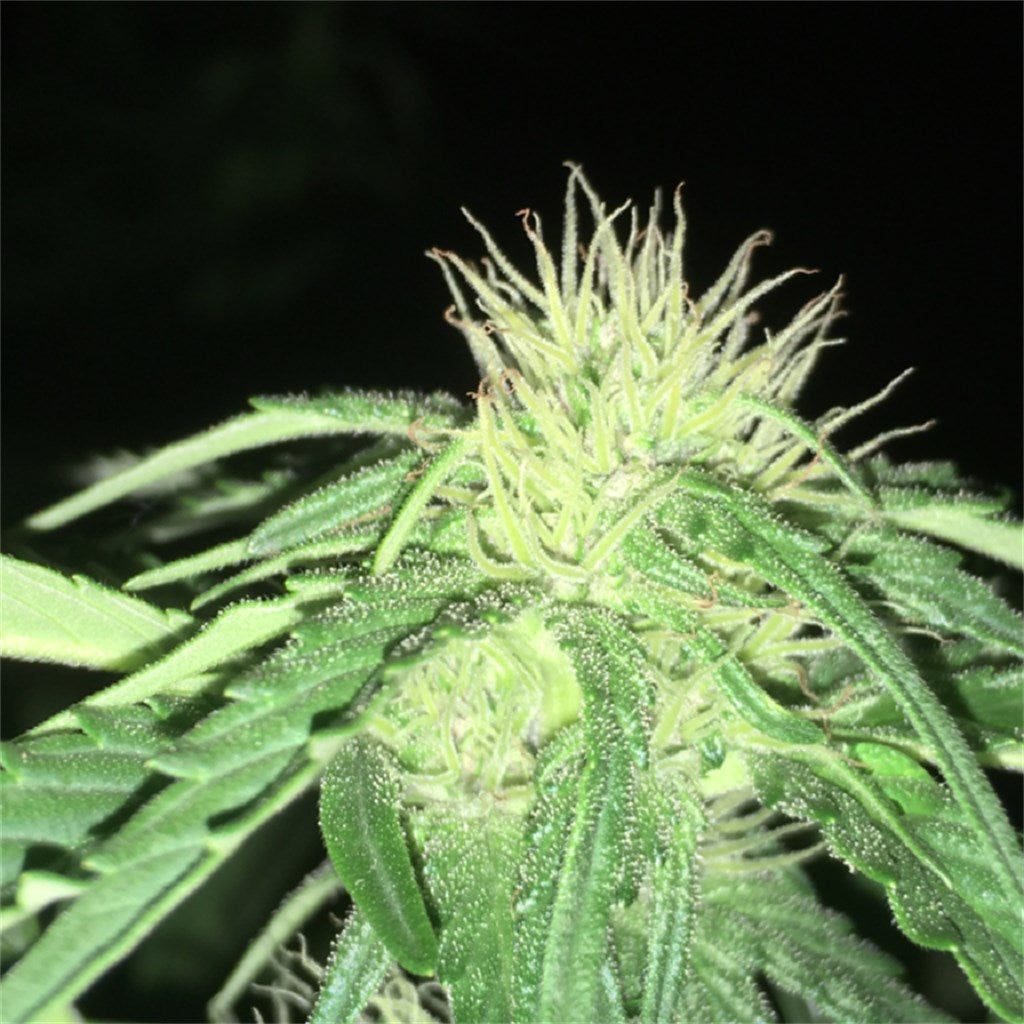 Oregon Diesel marijuana strain flower with diesel and chemical flavor and relaxed / happy effects - Rare Harvest indica