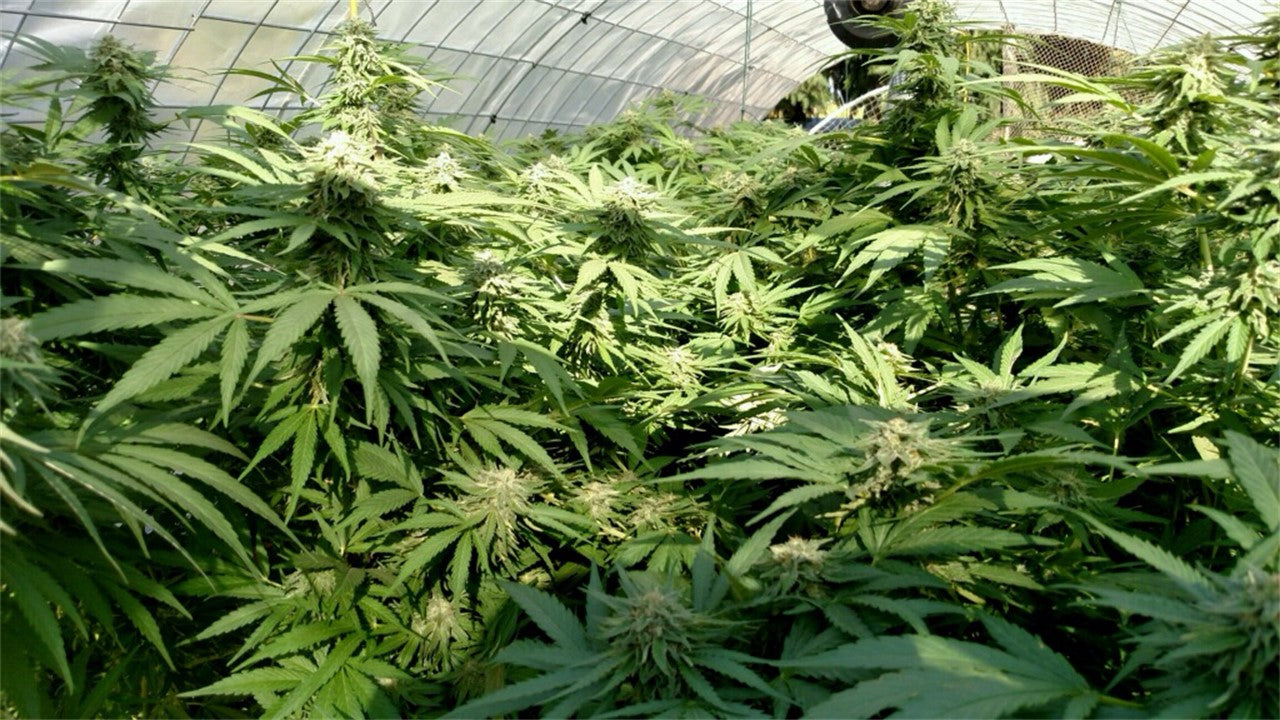 Oregon Pineapple marijuana strain flower with pineapple and tropical flavor and energetic / happy effects - Rare Harvest hybrid