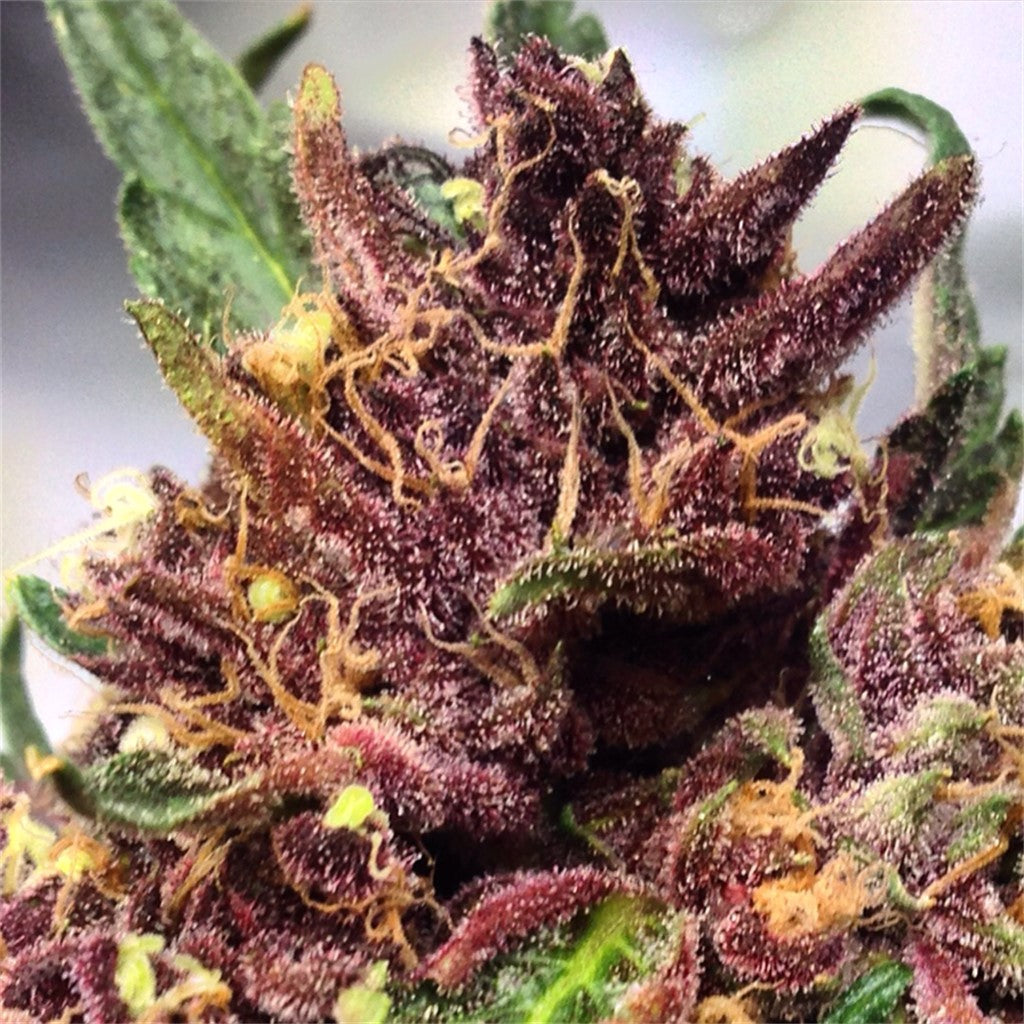 Oregon Pinot Noir marijuana strain flower with grape and berry flavor and energetic / uplifted effects - Rare Harvest sativa