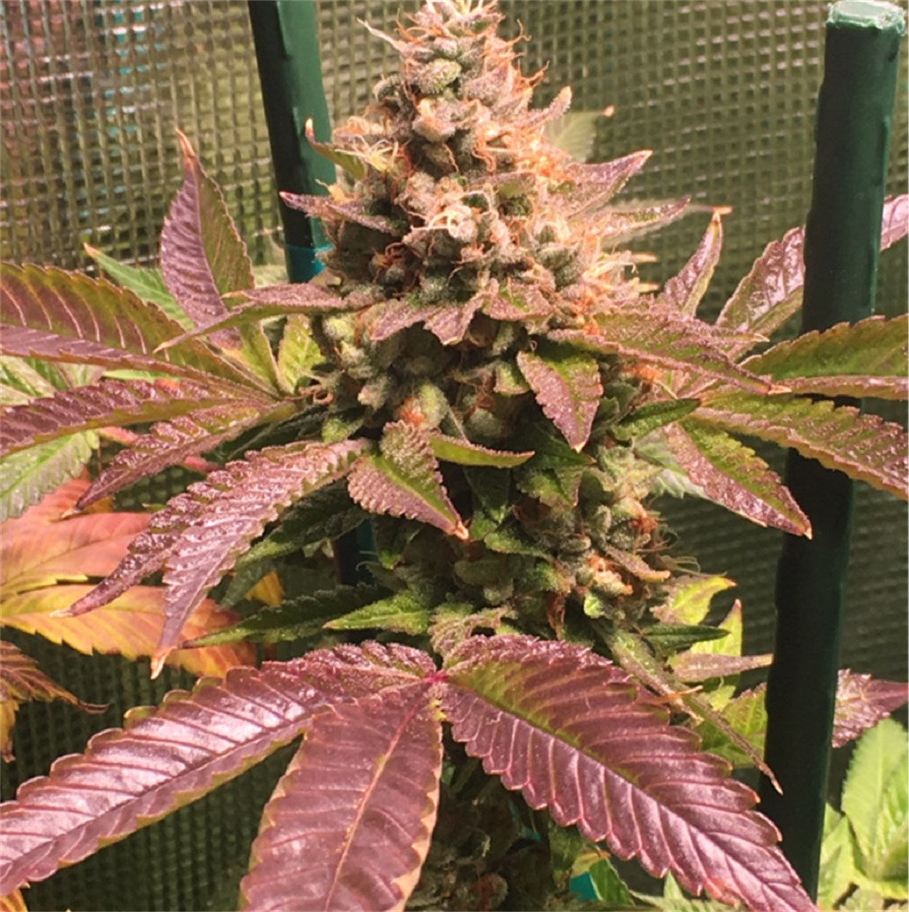 Oteil’s Egyptian Kush marijuana strain flower with diesel and earthy flavor and creative / focused effects - Rare Harvest hybrid