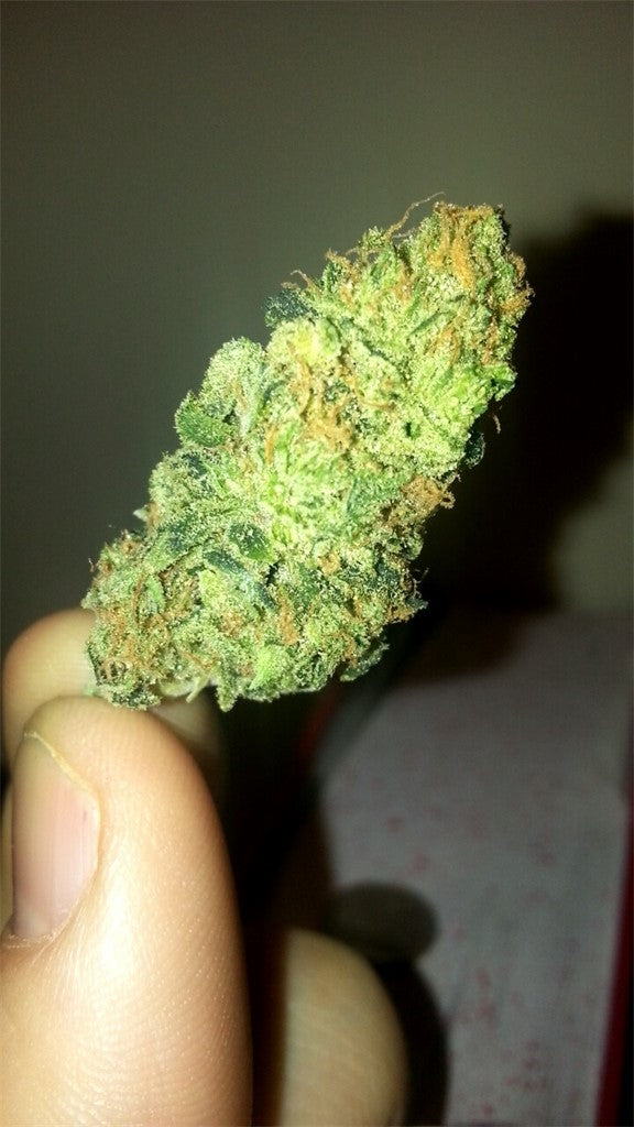 P-51 marijuana strain flower with diesel and earthy flavor and energetic / focused effects - Rare Harvest indica