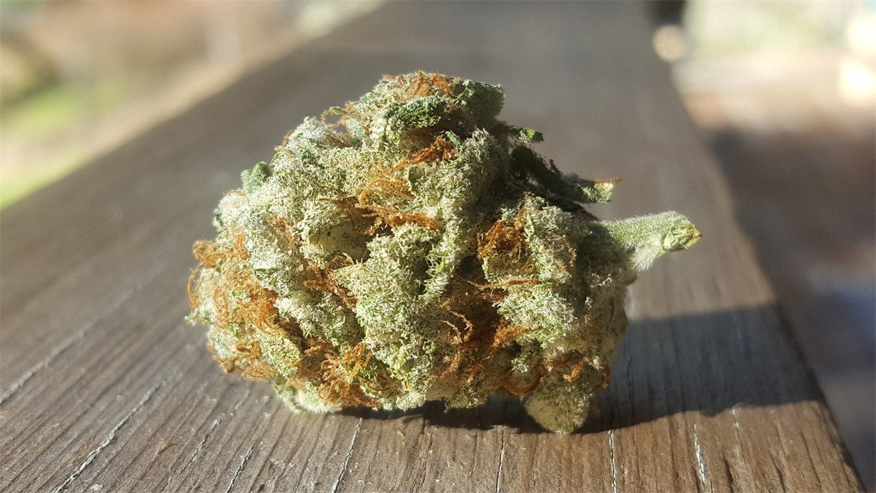 Pacific Blue marijuana strain flower with flowery and blueberry flavor and relaxed / tingly effects - Rare Harvest indica