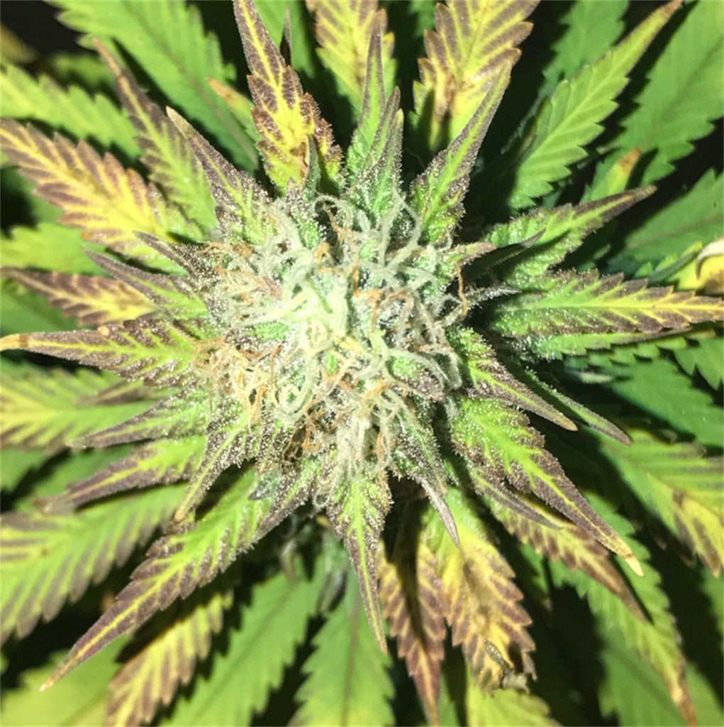 Pakistan Valley marijuana strain flower with woody and earthy flavor and sleepy / relaxed effects - Rare Harvest indica