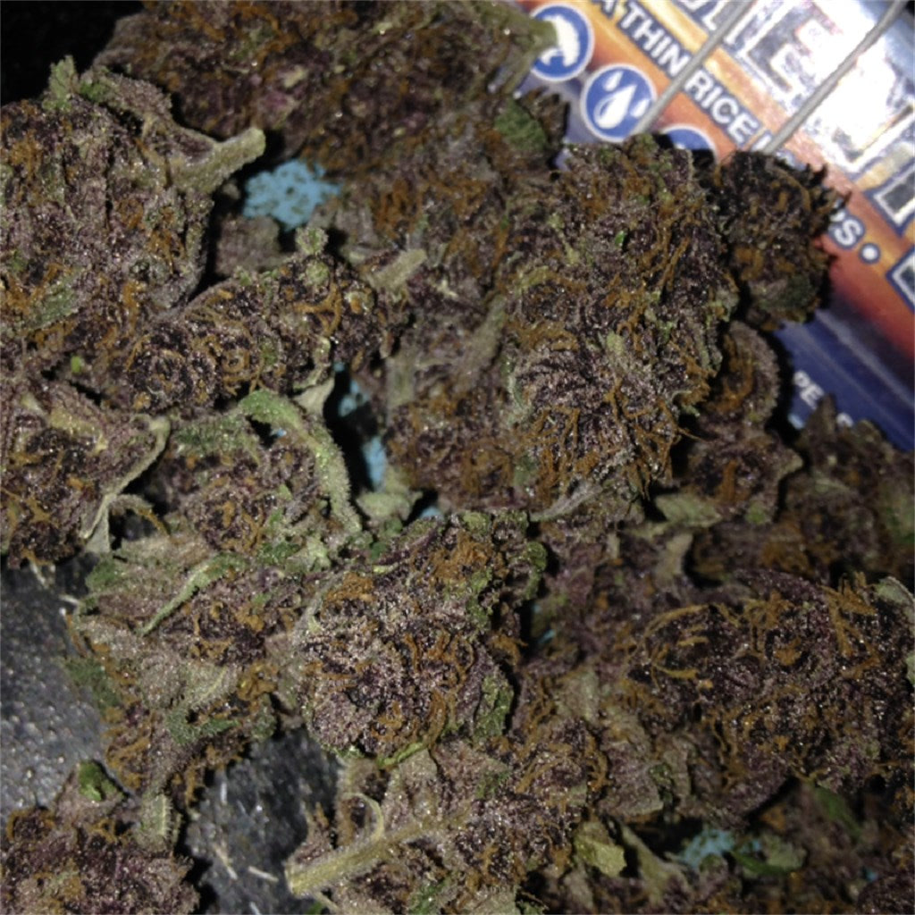 Pakistani Chitral Kush marijuana strain flower with earthy and flowery flavor and relaxed / sleepy effects - Rare Harvest indica