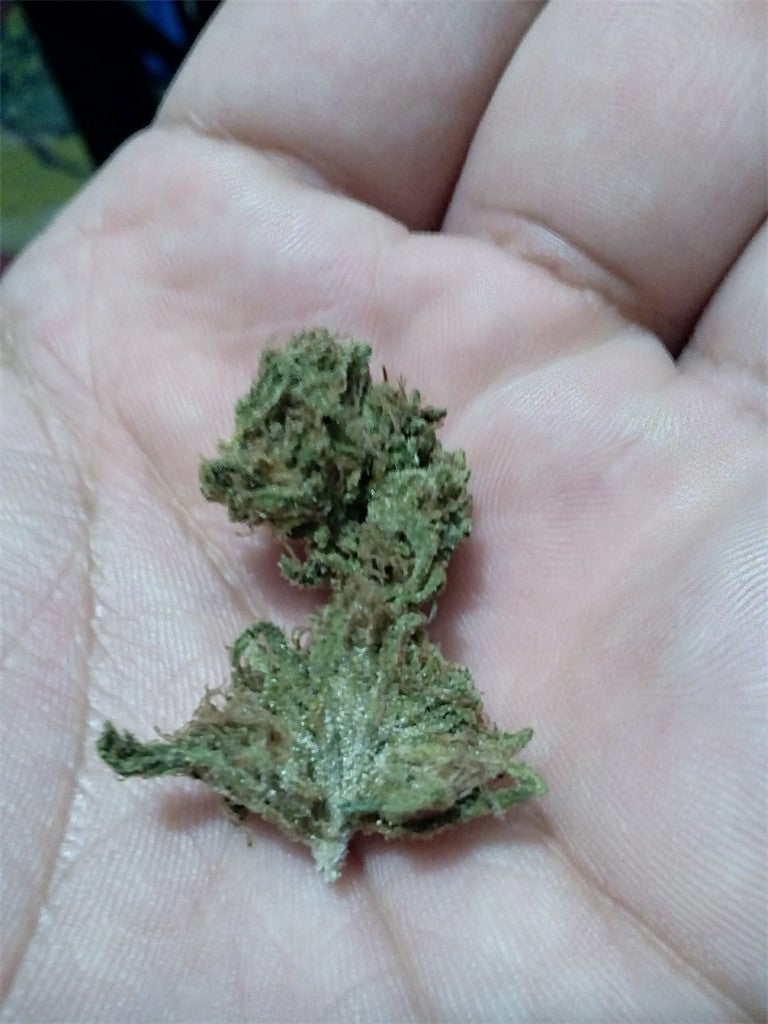 Panda OG marijuana strain flower with berry and chemical flavor and focused / uplifted effects - Rare Harvest hybrid
