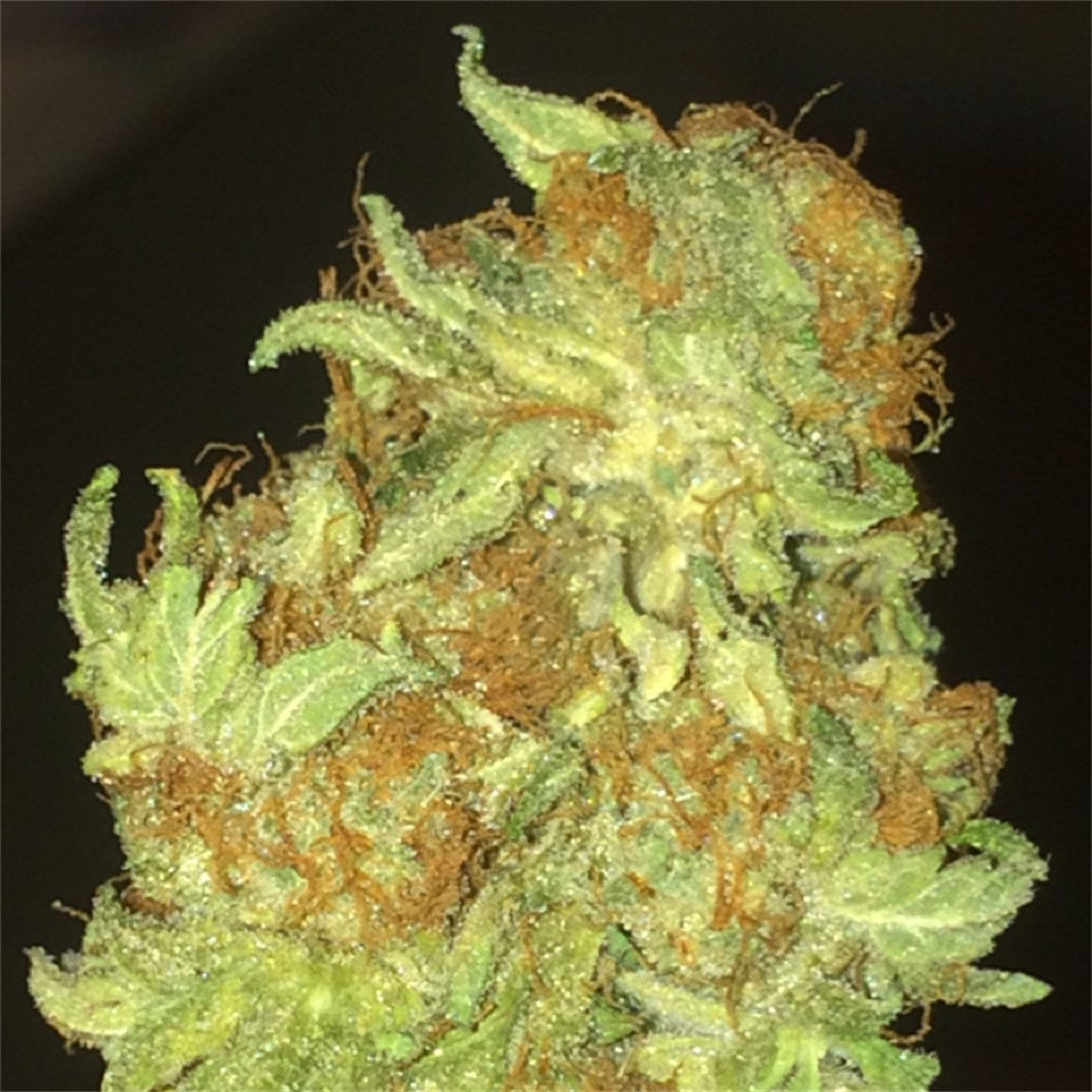 Pandora's Box marijuana strain flower with chemical and citrus flavor and uplifted / focused effects - Rare Harvest sativa
