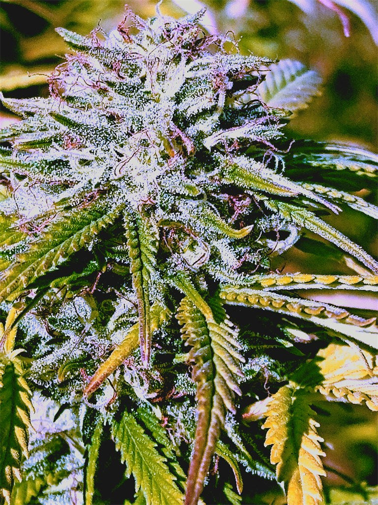 Papaya marijuana strain flower with tree fruit and tropical flavor and relaxed / sleepy effects - Rare Harvest indica