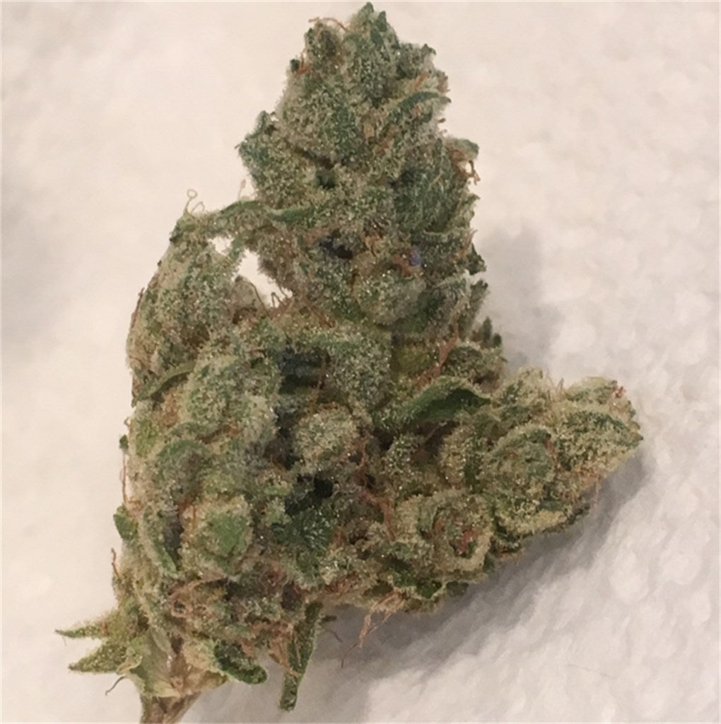 Pearl Scout Cookies marijuana strain flower with citrus and lemon flavor and energetic / uplifted effects - Rare Harvest hybrid