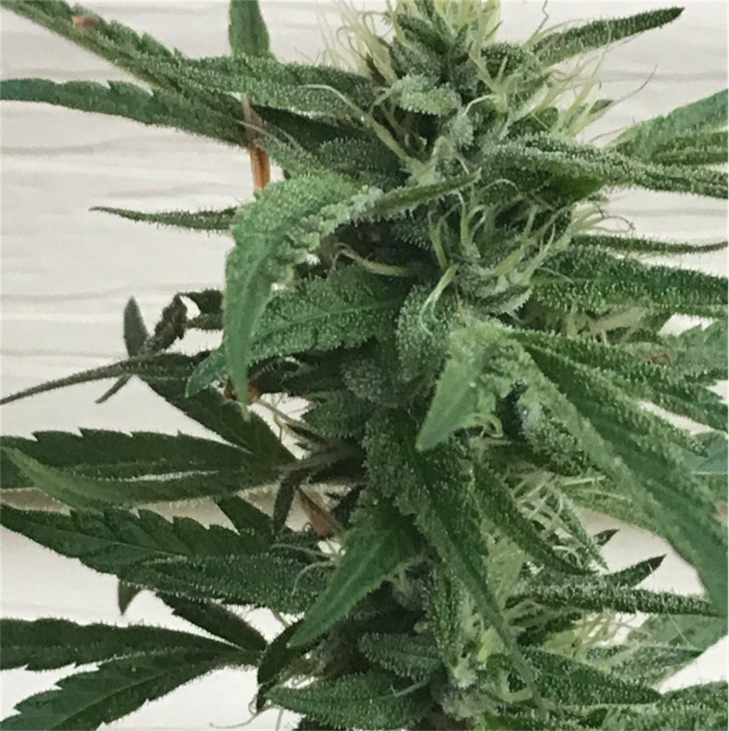 Permafrost marijuana strain flower with pine and earthy flavor and focused / creative effects - Rare Harvest hybrid