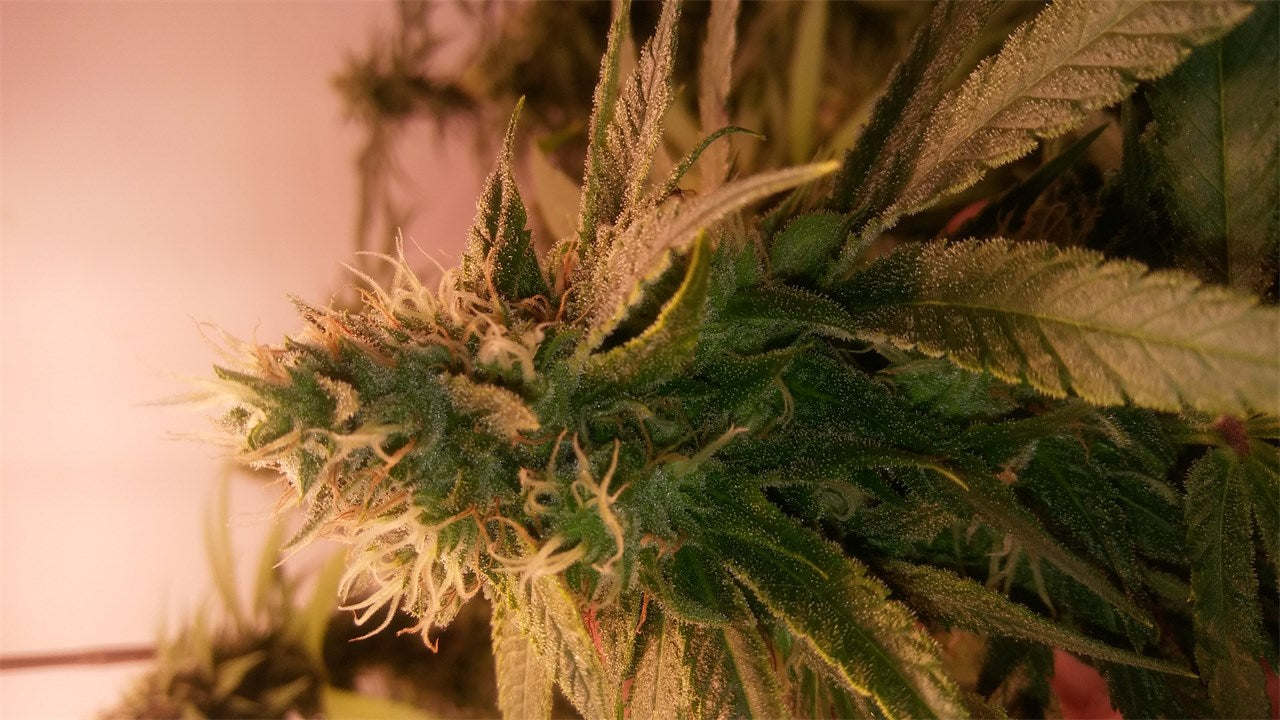 Peyote Cookies marijuana strain flower with coffee and vanilla flavor and relaxed / sleepy effects - Rare Harvest indica