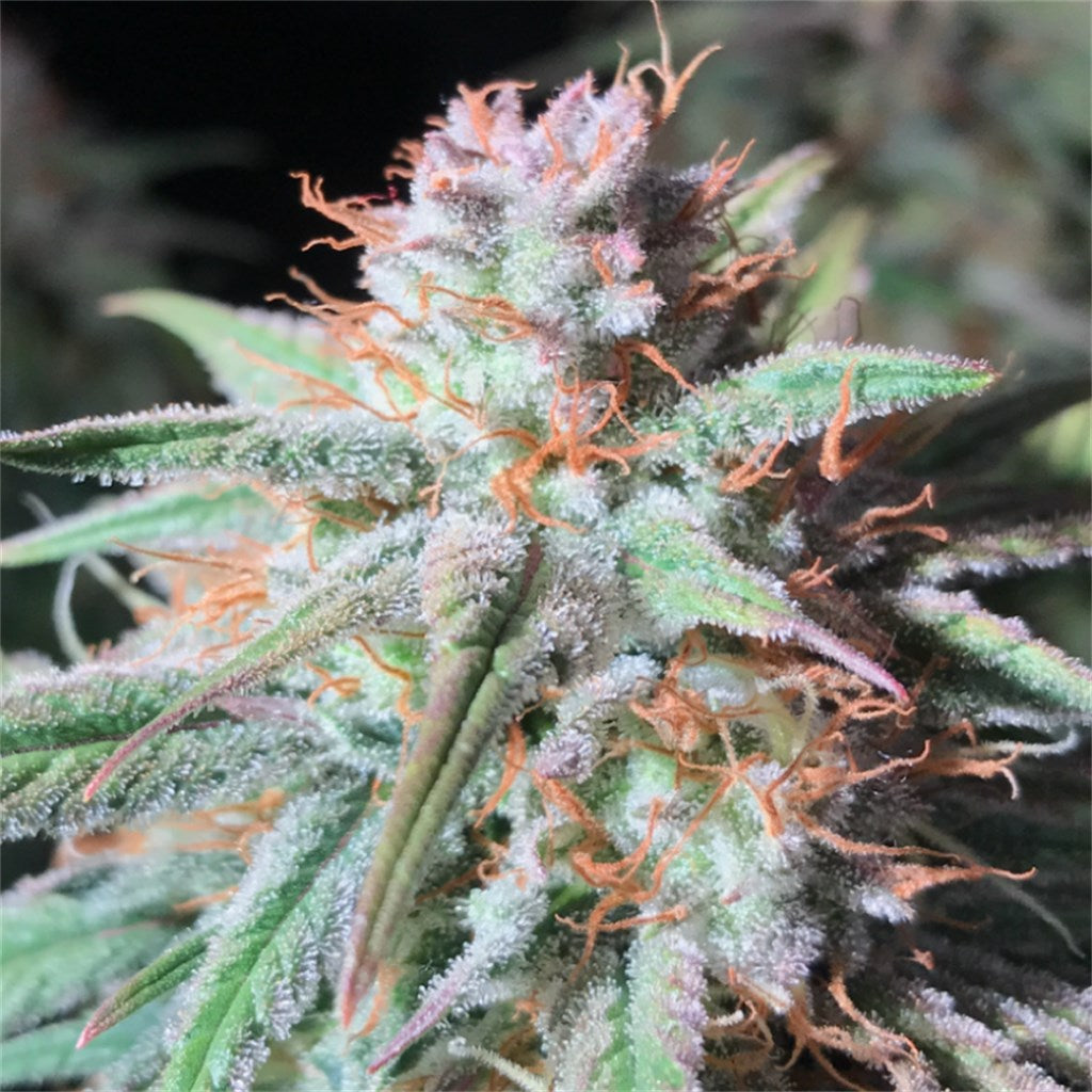 Peyton Manning marijuana strain flower with sweet and chemical flavor and energetic / uplifted effects - Rare Harvest hybrid