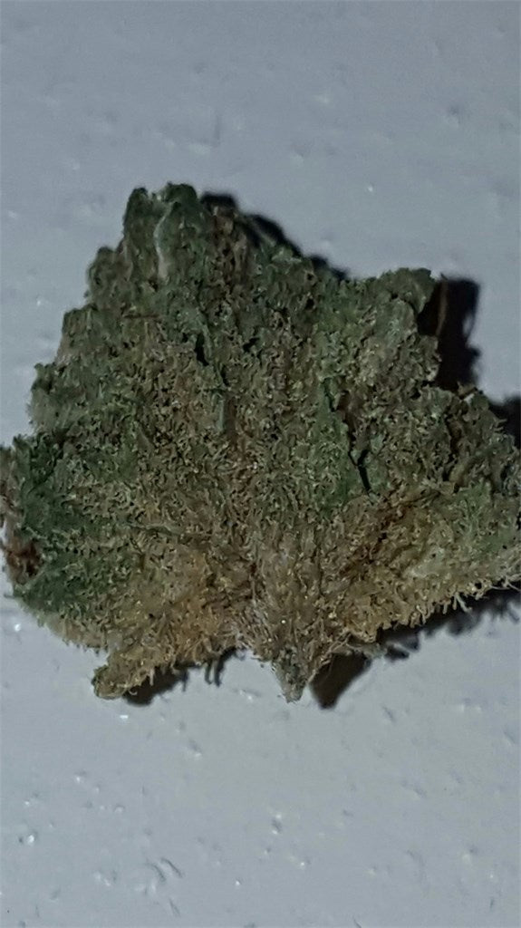 Phantom Cookies marijuana strain flower with nutty and sweet flavor and uplifted / happy effects - Rare Harvest hybrid