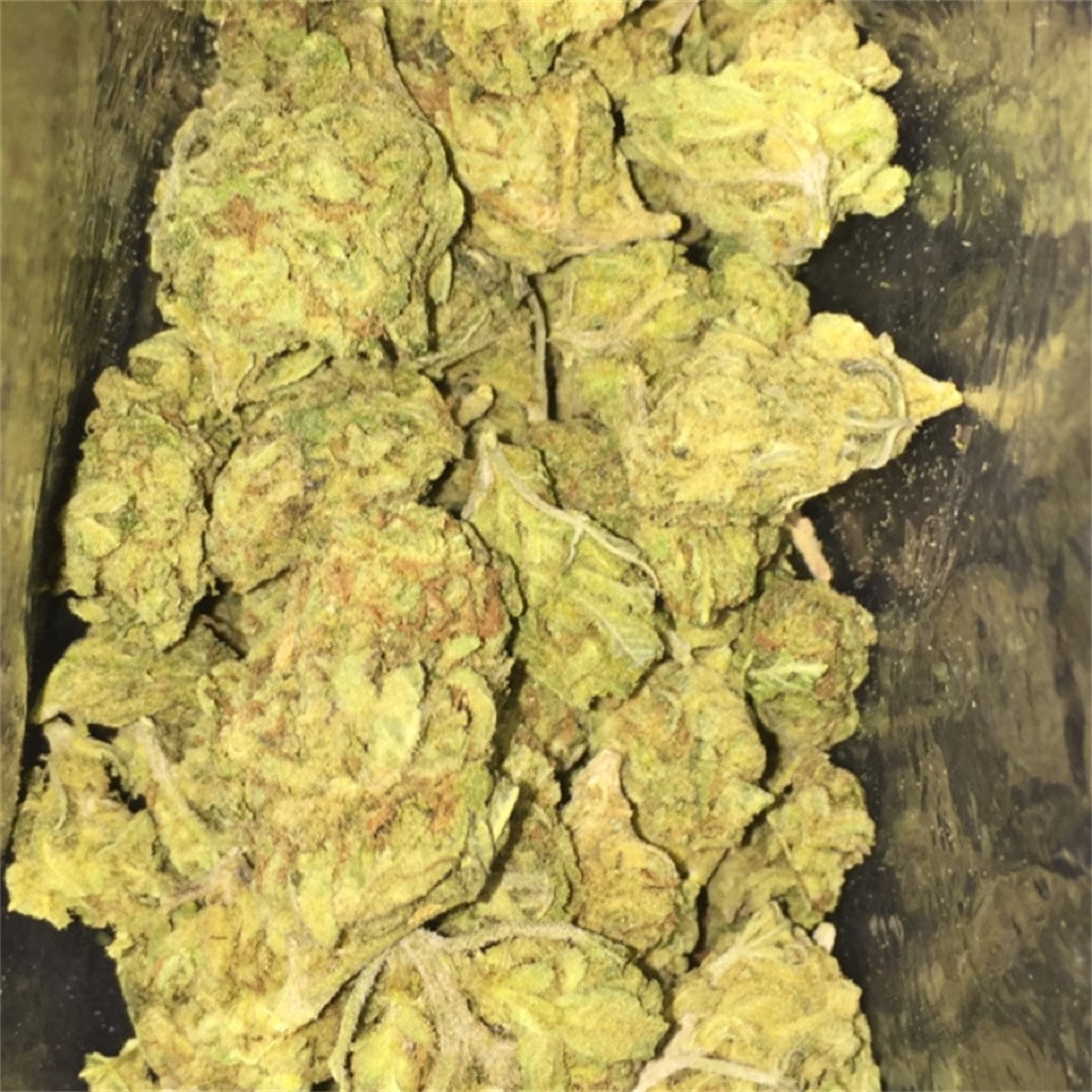 Pine Cone marijuana strain flower with blue cheese and pine flavor and creative / energetic effects - Rare Harvest hybrid
