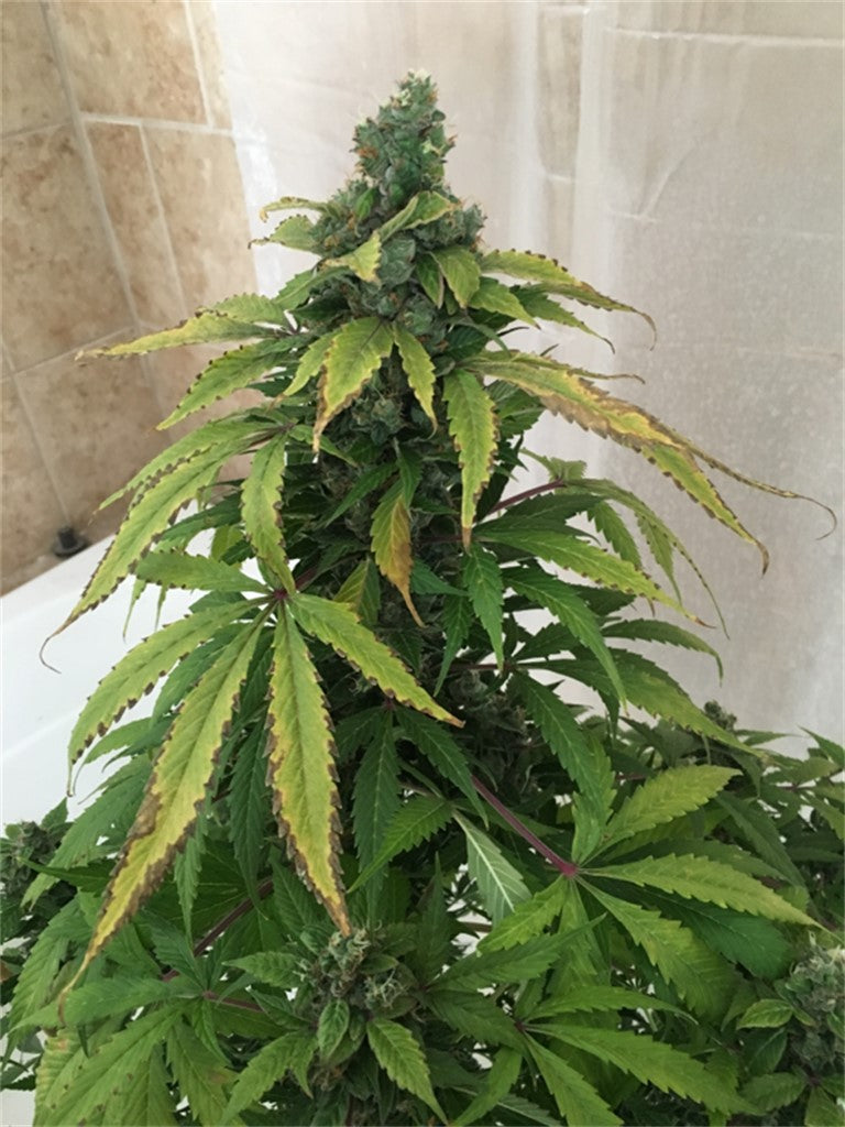 Pineapple Punch marijuana strain flower with tropical and pineapple flavor and energetic / aroused effects - Rare Harvest sativa