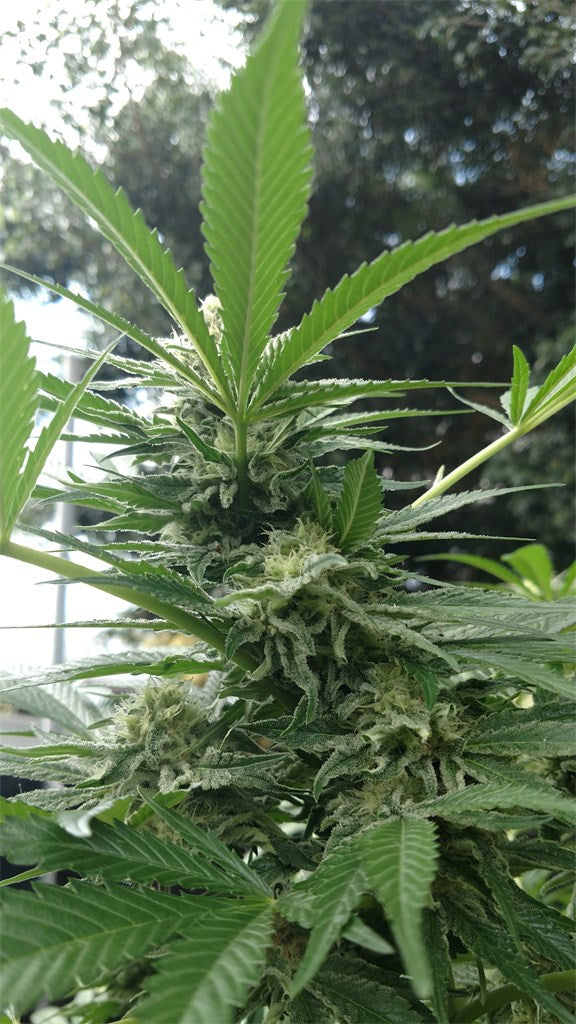 Pineapple marijuana strain flower with tropical and pineapple flavor and happy / euphoric effects - Rare Harvest hybrid