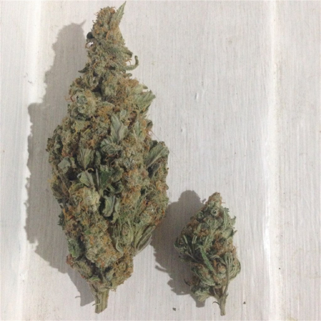 Pink Hawaiian marijuana strain flower with strawberry and tropical flavor and energetic / uplifted effects - Rare Harvest hybrid