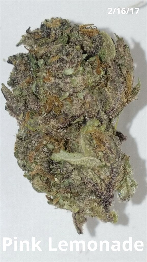 Pink Lemonade marijuana strain flower with grapefruit and lemon flavor and focused / energetic effects - Rare Harvest hybrid