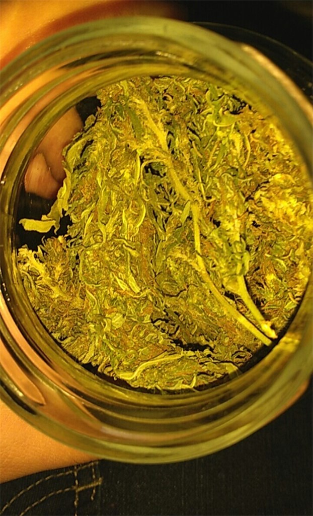 Pink Mango marijuana strain flower with mango and tropical flavor and aroused / euphoric effects - Rare Harvest hybrid