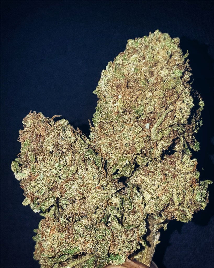 Pitbull marijuana strain flower with tobacco and tropical flavor and sleepy / tingly effects - Rare Harvest indica