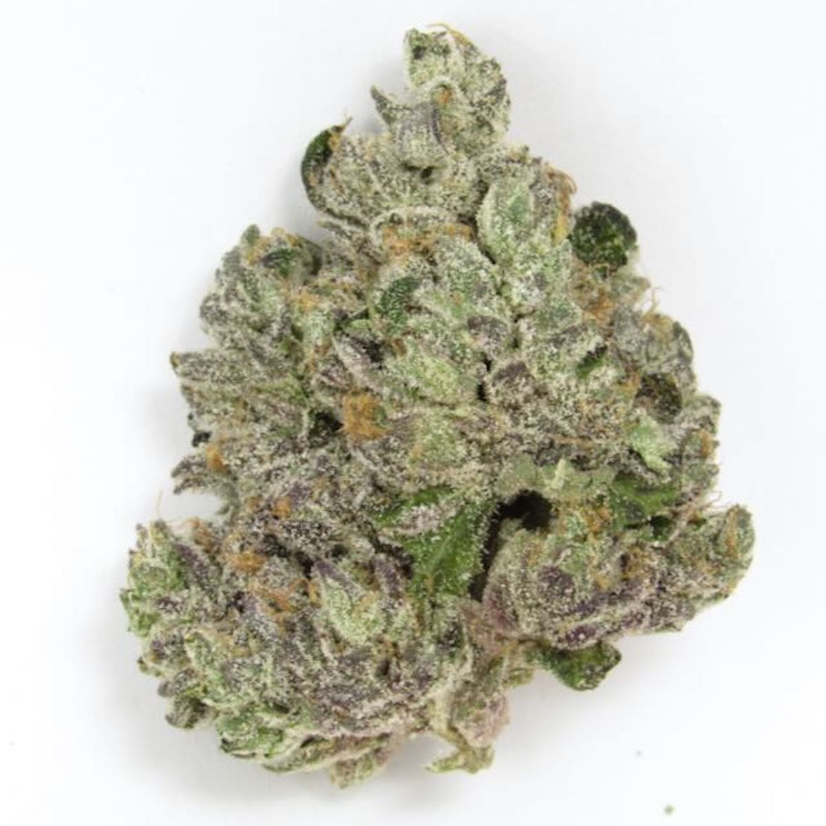 Gotti Beltz marijuana strain flower with berry and orange flavor and creative / talkative effects - Rare Harvest hybrid
