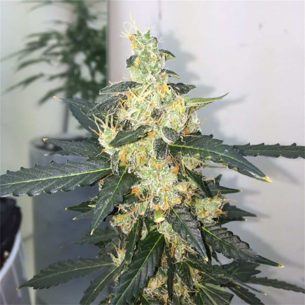 Platinum Purple Kush marijuana strain flower with violet and grape flavor and sleepy / relaxed effects - Rare Harvest indica