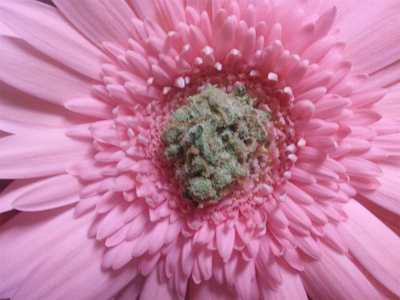 Pluto Kush marijuana strain flower with blueberry and lavender flavor and sleepy / euphoric effects - Rare Harvest indica