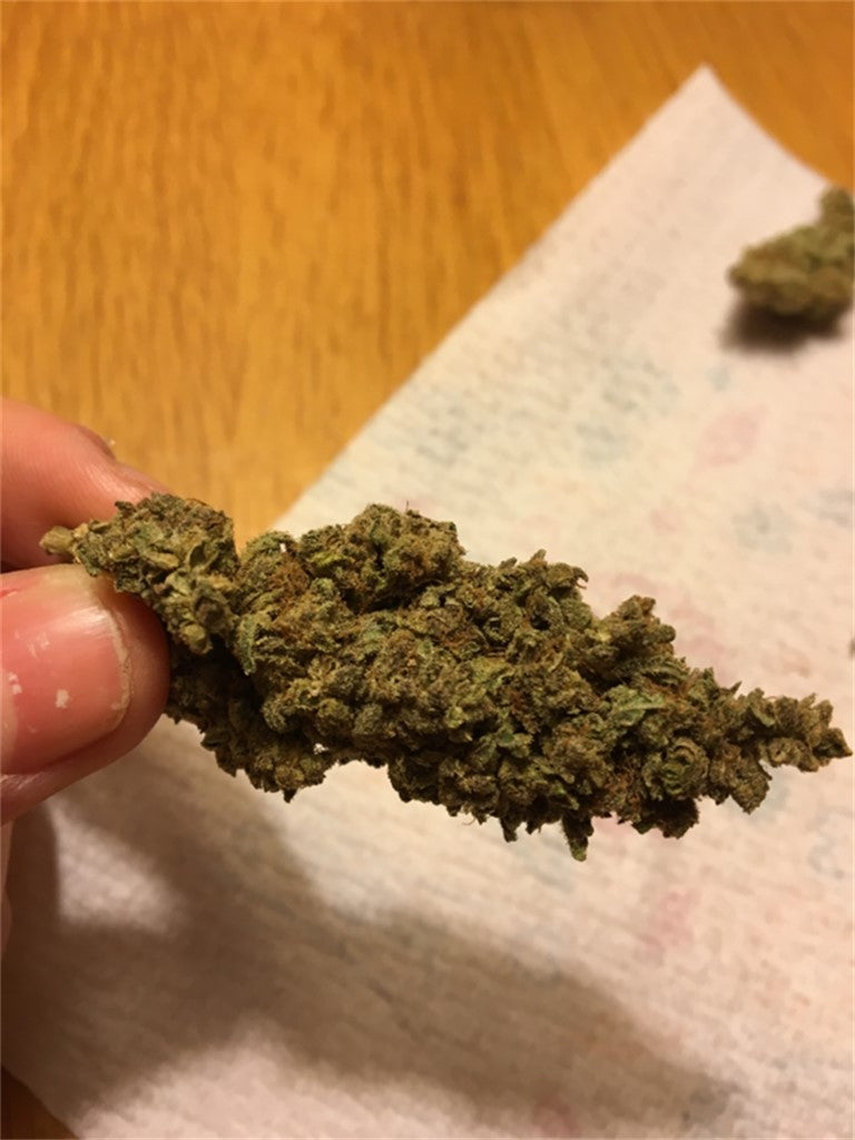 Poison Haze marijuana strain flower with blueberry and pineapple flavor and energetic / creative effects - Rare Harvest sativa