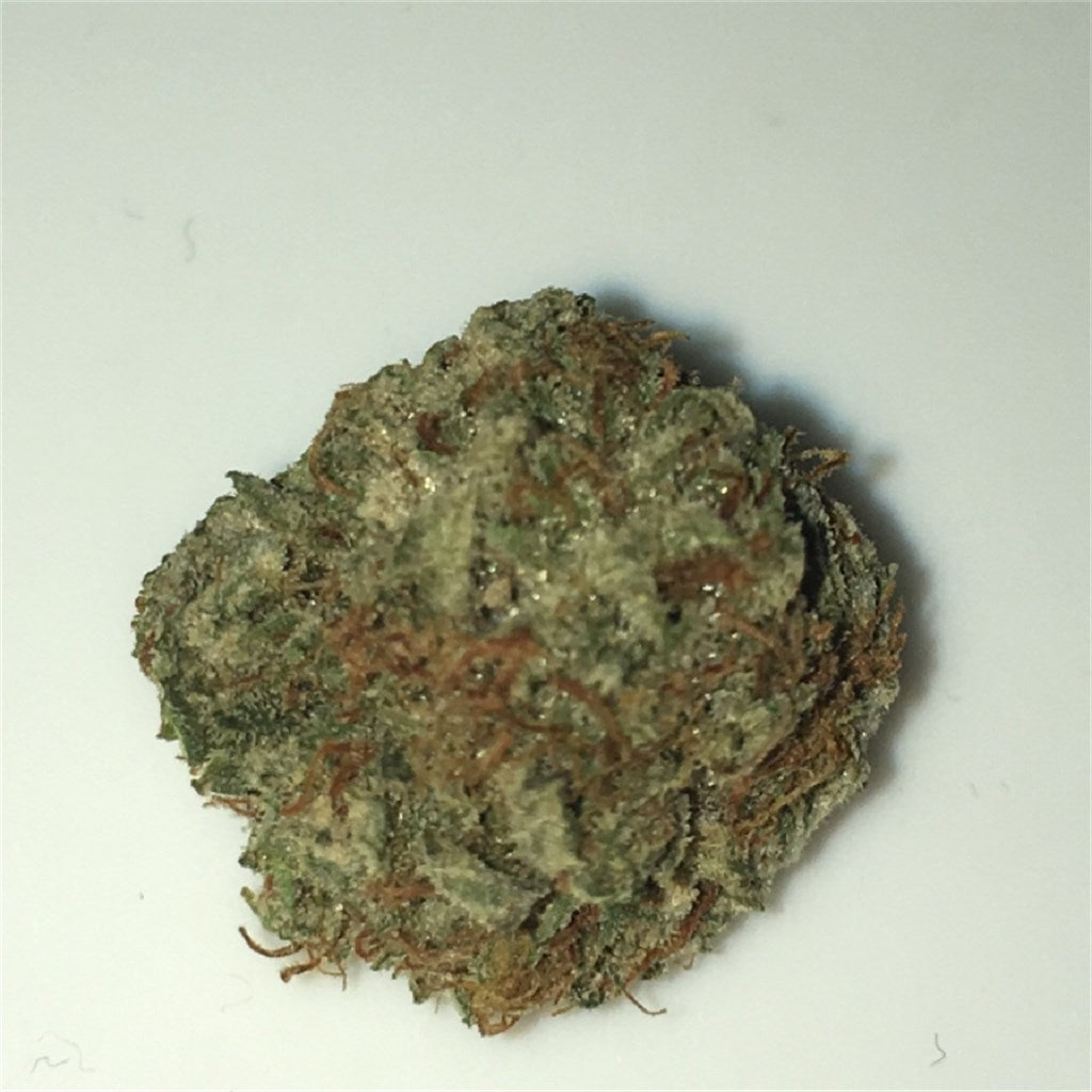 Power Plant marijuana strain flower with pepper and woody flavor and talkative / energetic effects - Rare Harvest sativa