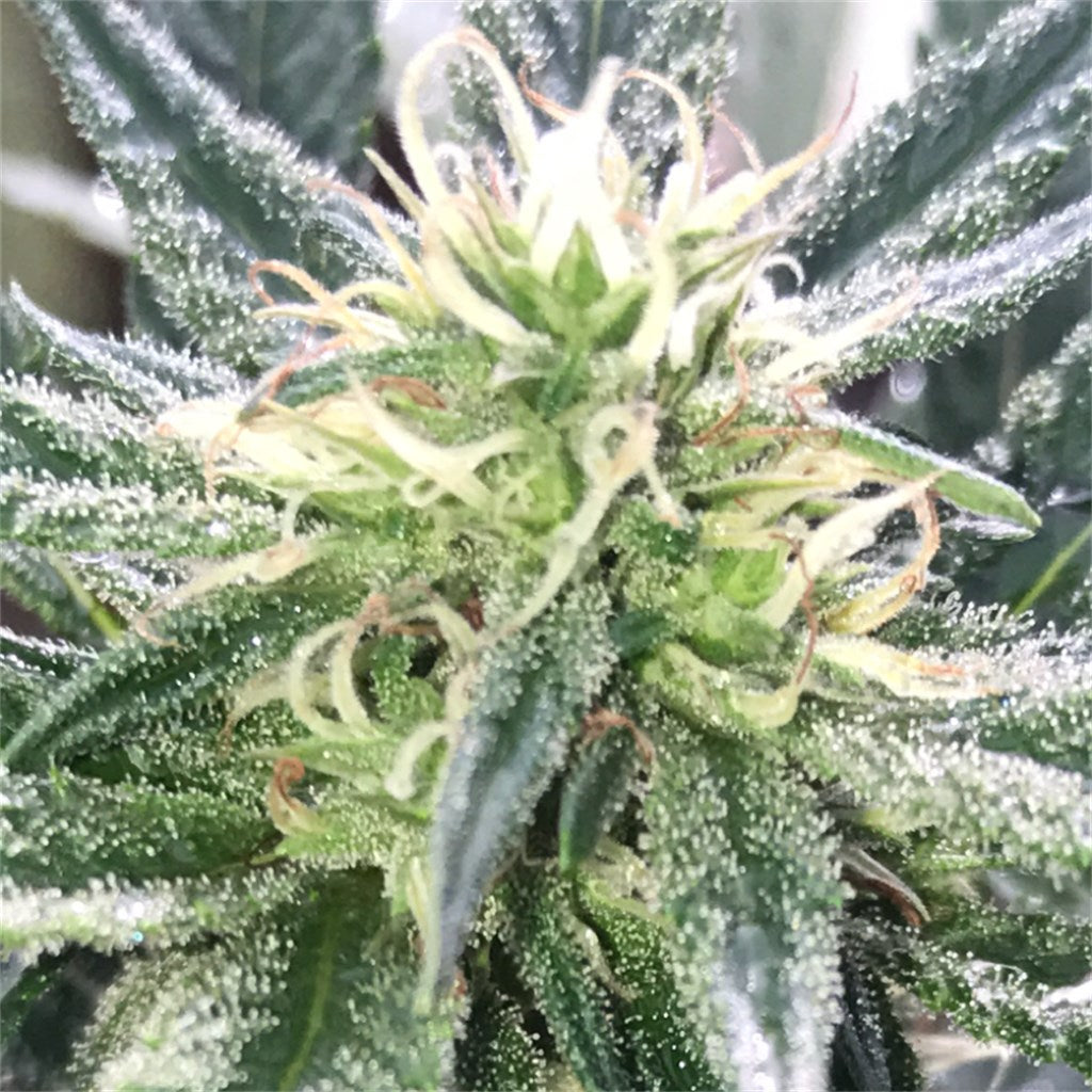 Professor Chaos marijuana strain flower with citrus and diesel flavor and focused / creative effects - Rare Harvest hybrid