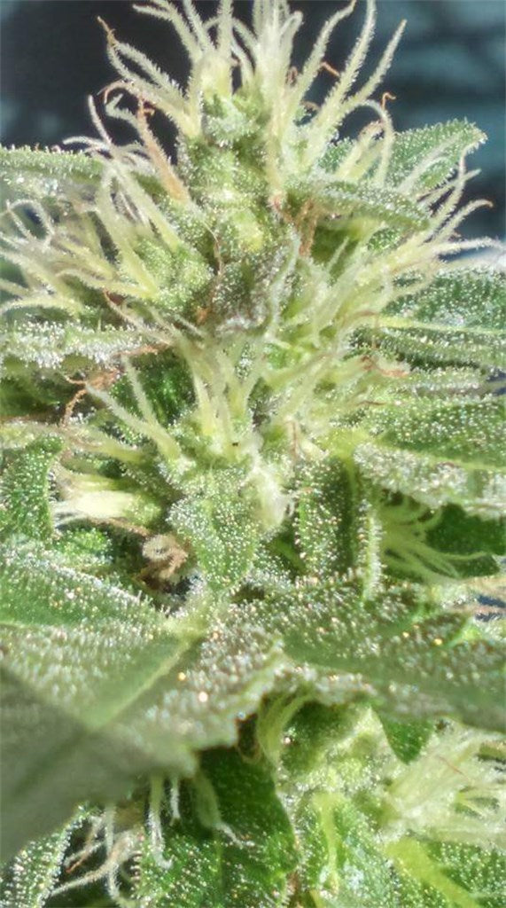 Pure Kush marijuana strain flower with skunk and woody flavor and sleepy / hungry effects - Rare Harvest indica