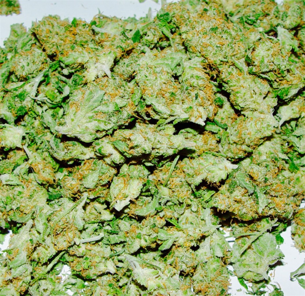 Pure Power Plant marijuana strain flower with skunk and earthy flavor and energetic / creative effects - Rare Harvest hybrid